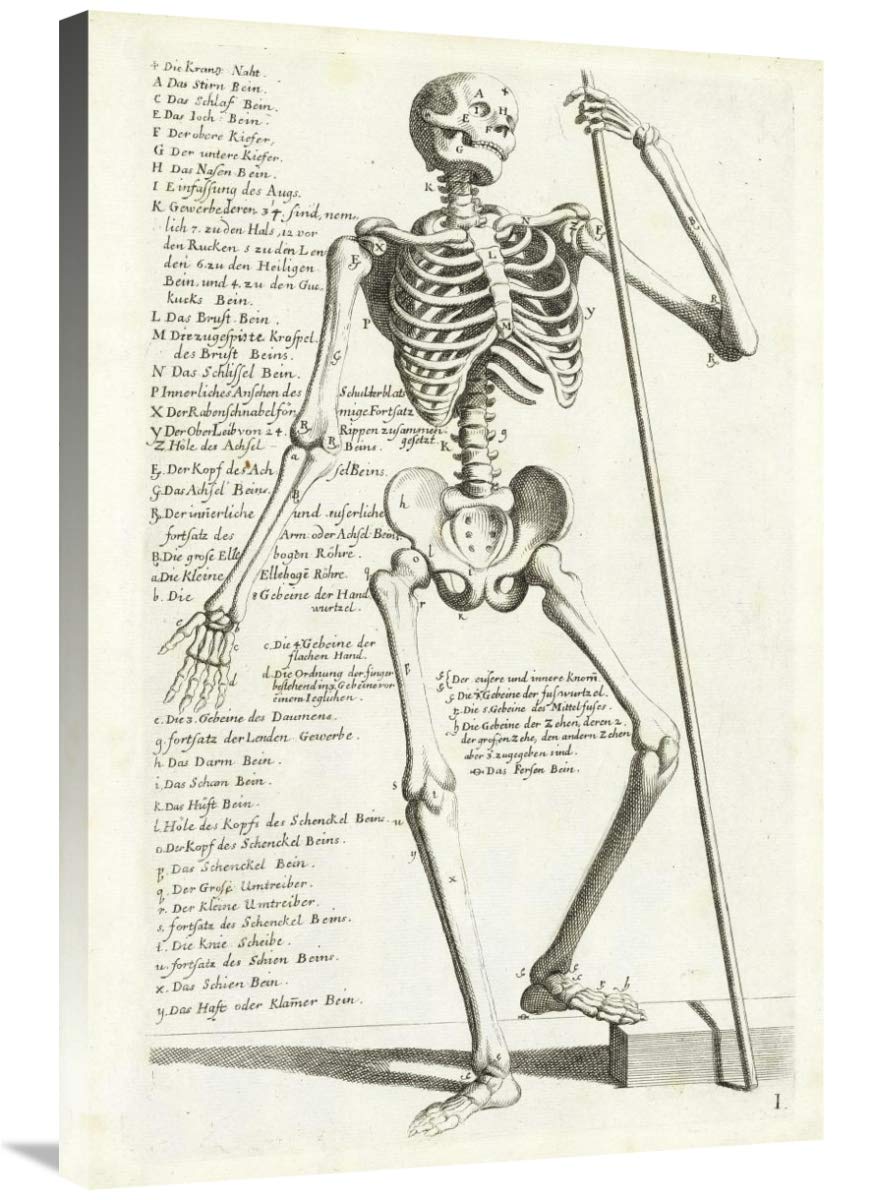 Anatomical diagram showing human skeleton, front view, with legends-Canvas Art-24x36”