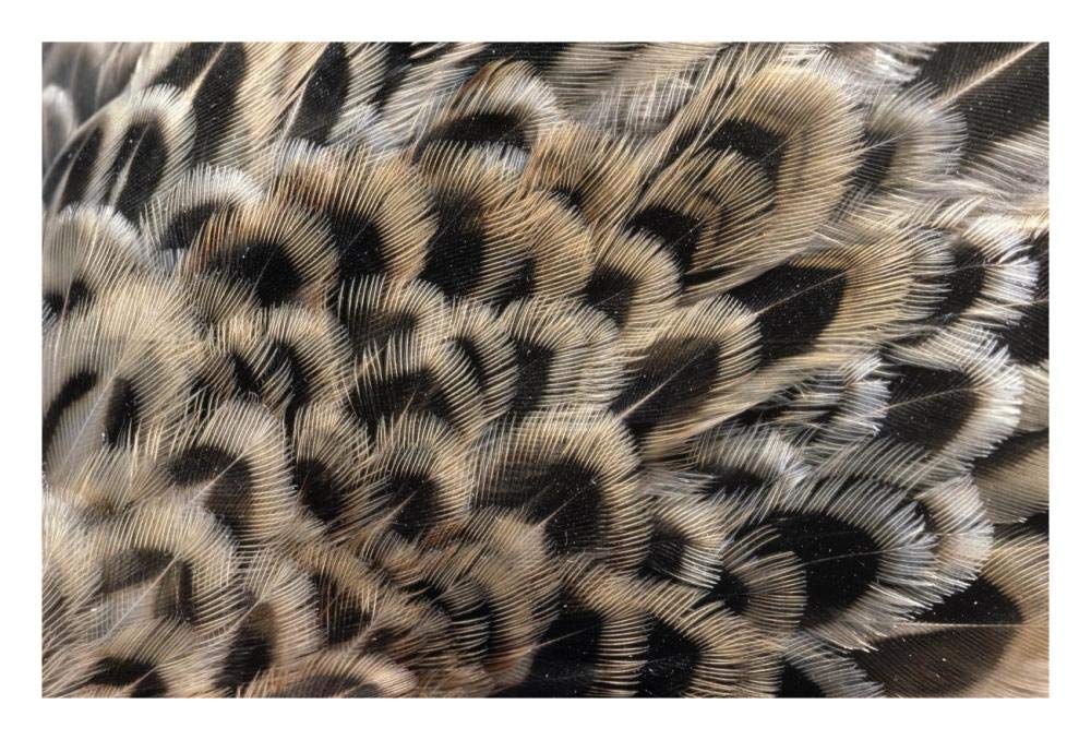 Ring-necked Pheasant close up of females feathers, Europe-Paper Art-26x18”