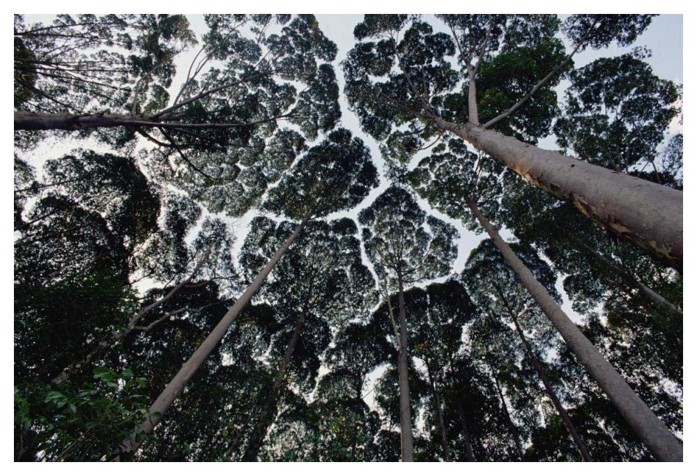 Kapur trees showing crown shyness, Malaysia-Paper Art-50x34”