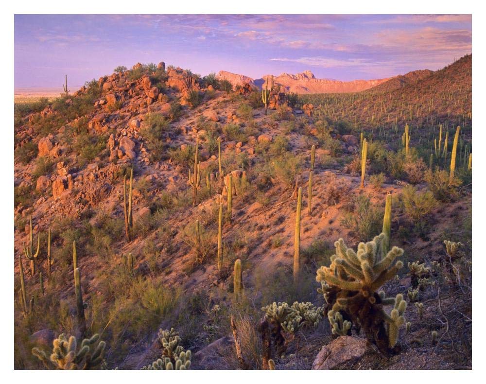 Panther and Safford Peaks covered with Saguaro and Teddybear Cholla, Saguaro National Park, Arizona-Paper Art-18x14”