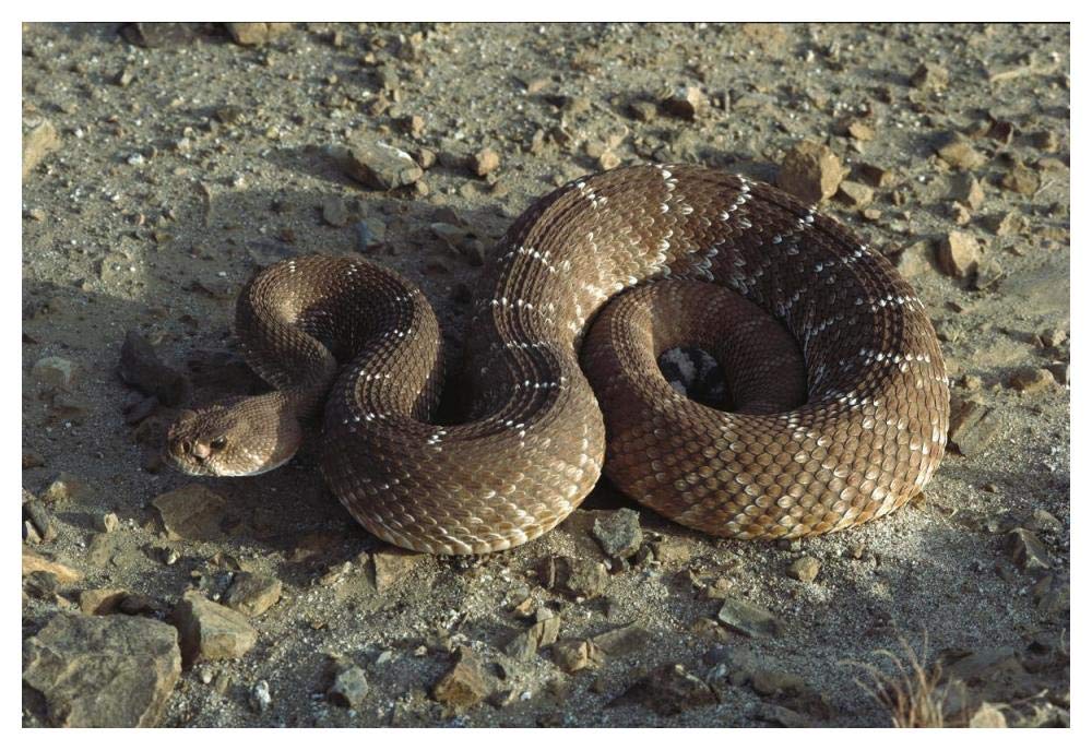 Red Rattlesnake, Baja California, Mexico-Paper Art-50x34”