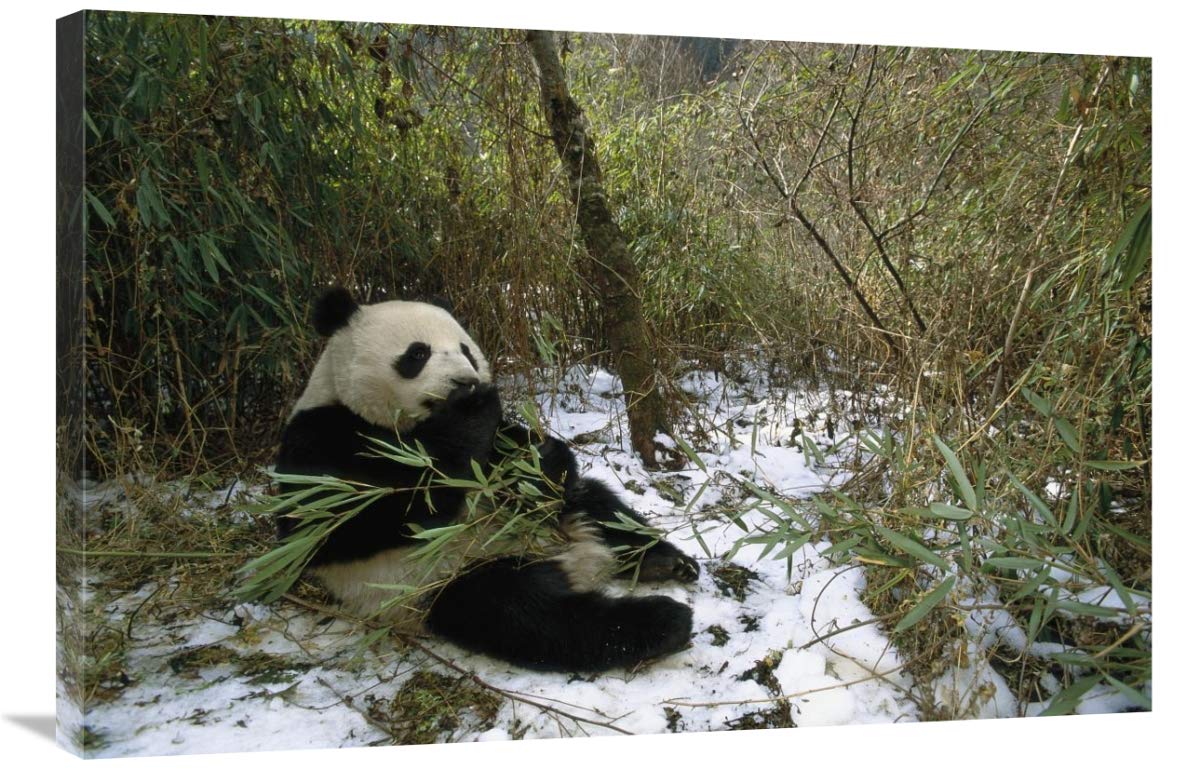Giant Panda eating bamboo, Wolong Valley, China-Canvas Art-36x24”