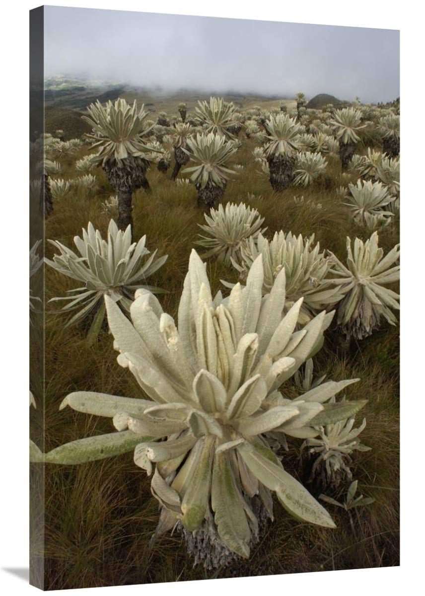 Paramo Flower, El Angel Reserve, northeastern Ecuador-Canvas Art-24x36”