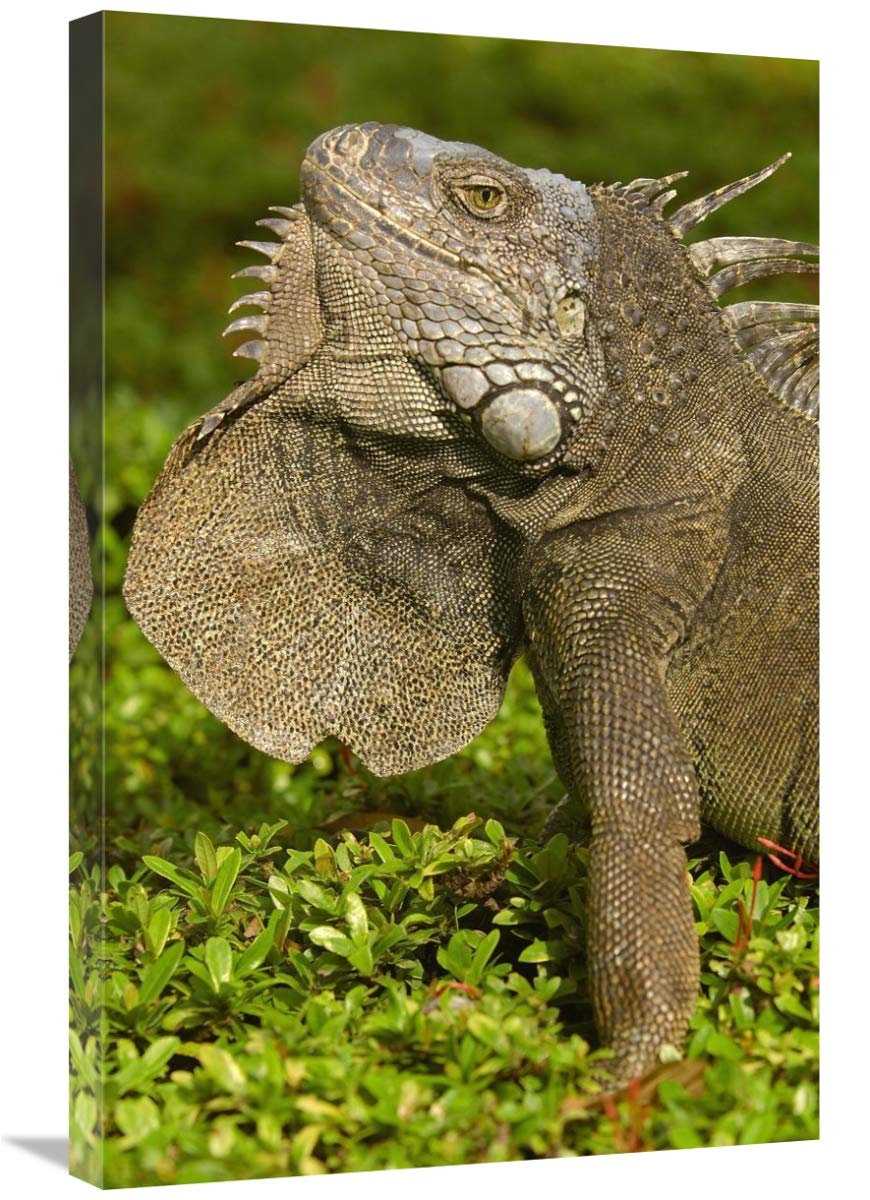 Green Iguana flaring dewlap in threat display, Seminario Park, Guayaquil, Ecuador-Canvas Art-20x30”
