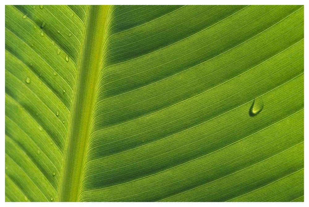 Banana close up of leaf with water droplets, Rwanda-Paper Art-62x42”