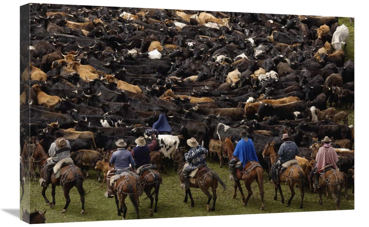 Cattle herded by Chagras during the annual round-up, Andes Mountains, Ecuador-Canvas Art-30x20”