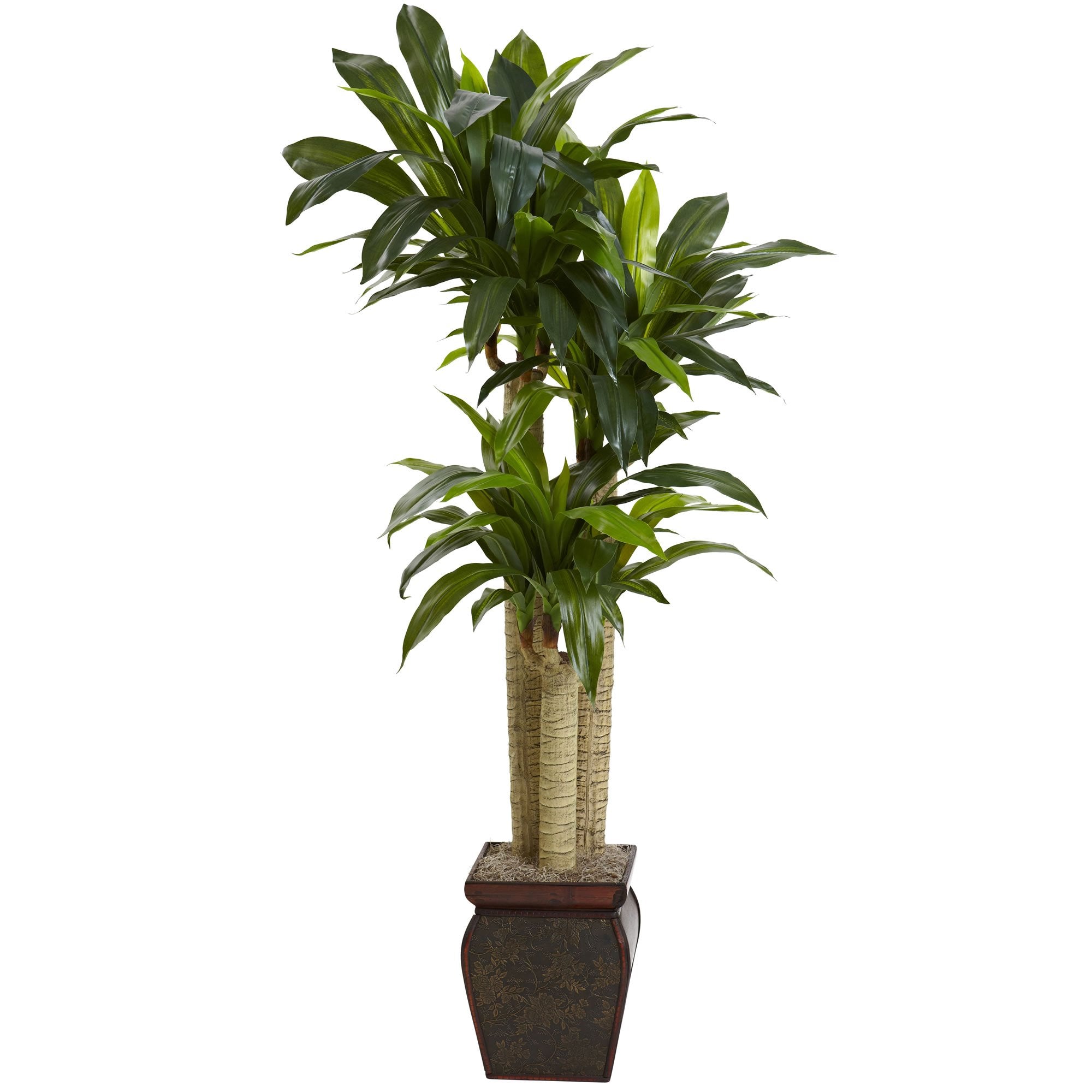 4.5″ Cornstalk Draceana w/Vase (Real Touch)