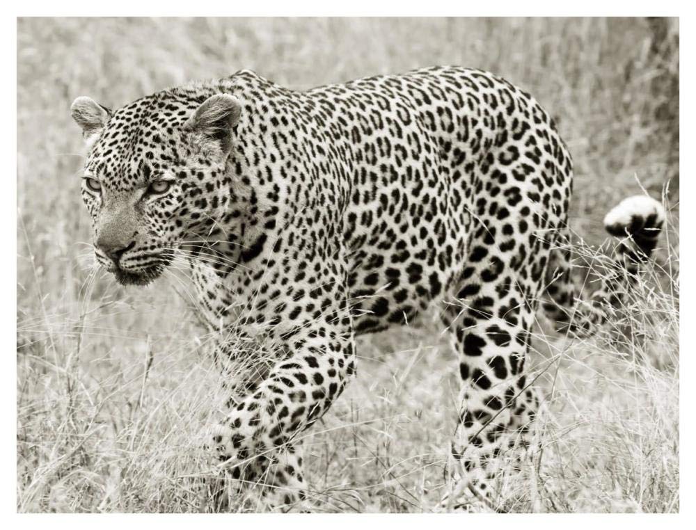 Leopard hunting-Paper Art-42x32”