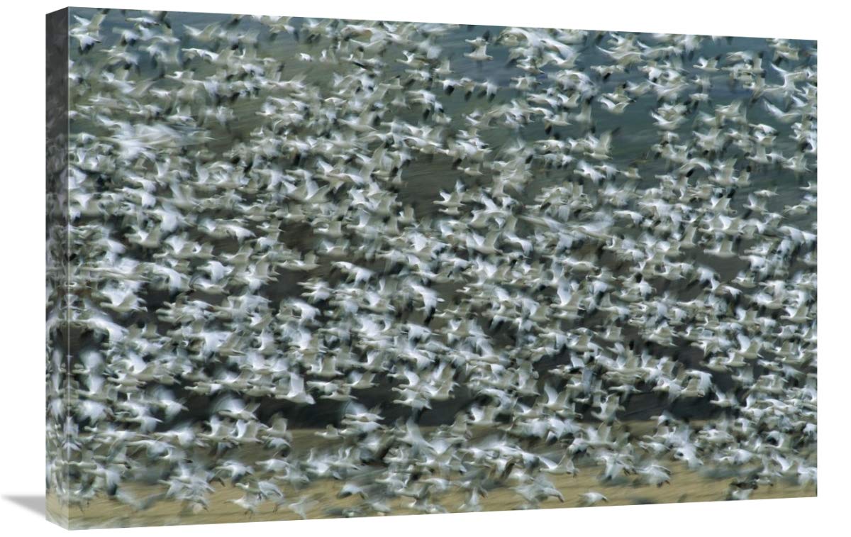 Snow Goose flock flying, Bosque del Apache NWR, New Mexico-Canvas Art-30x20”
