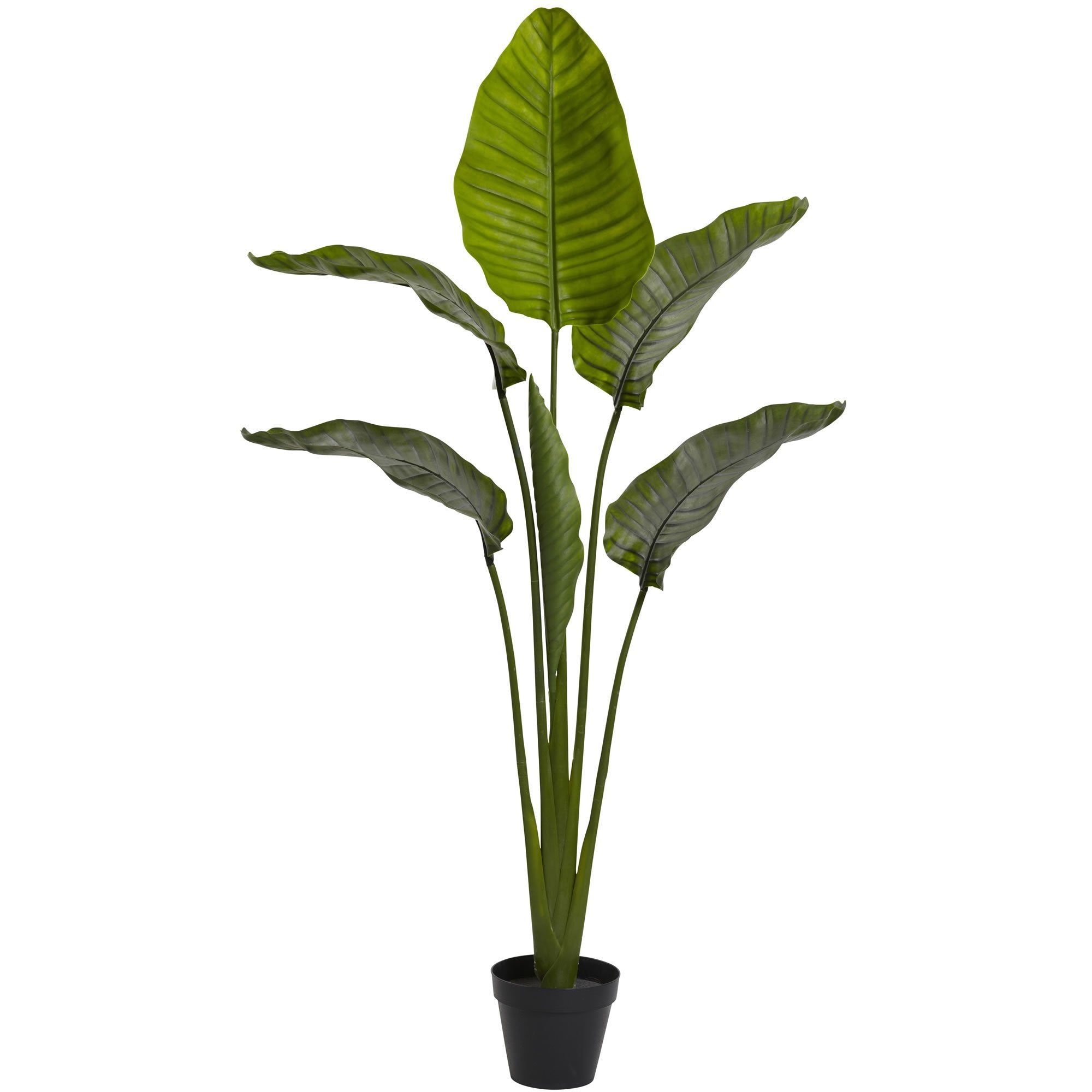 64????Travellers Palm Tree UV Resistant (Indoor/Outdoor)