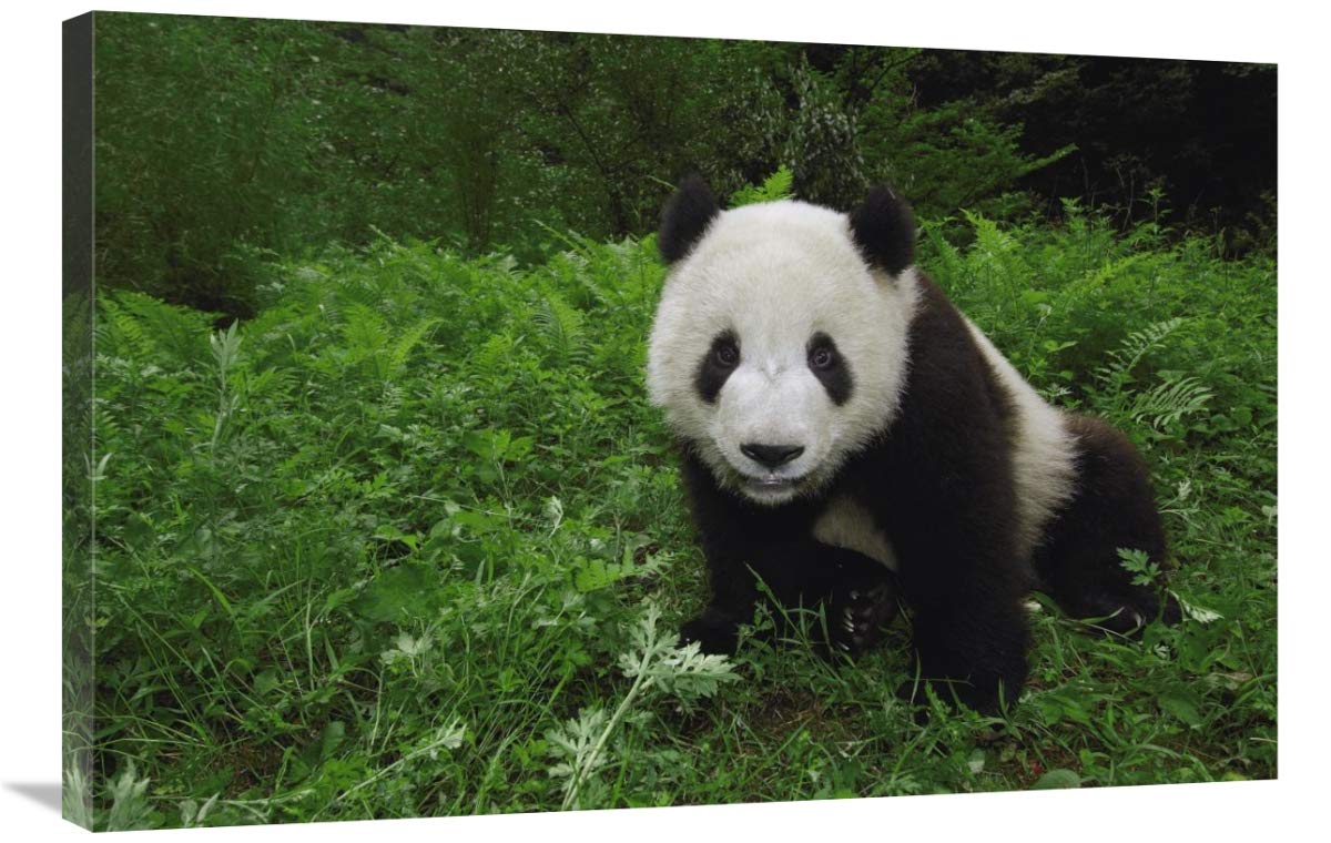 Giant Panda looking at camera, Wolong Reserve, Sichuan Province, China-Canvas Art-36x24”