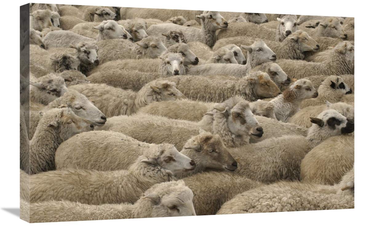 Domestic Sheep herd, Chimborazo, Andes Mountains, Ecuador-Canvas Art-30x20”
