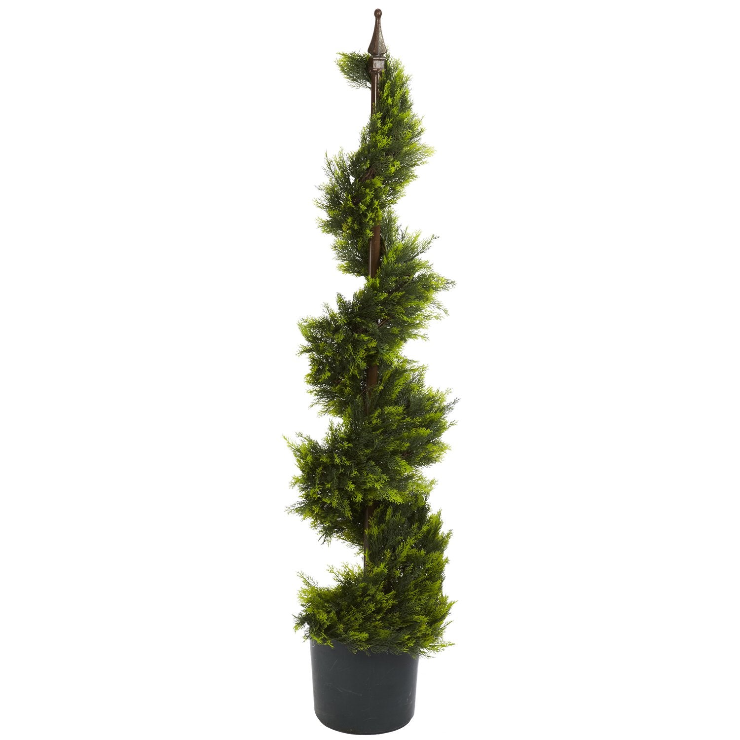 4 Cypress Spirial Silk Tree