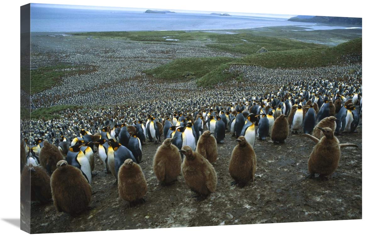 King Penguin colony , Bay of Isles, South Georgia Island-Canvas Art-30x20”
