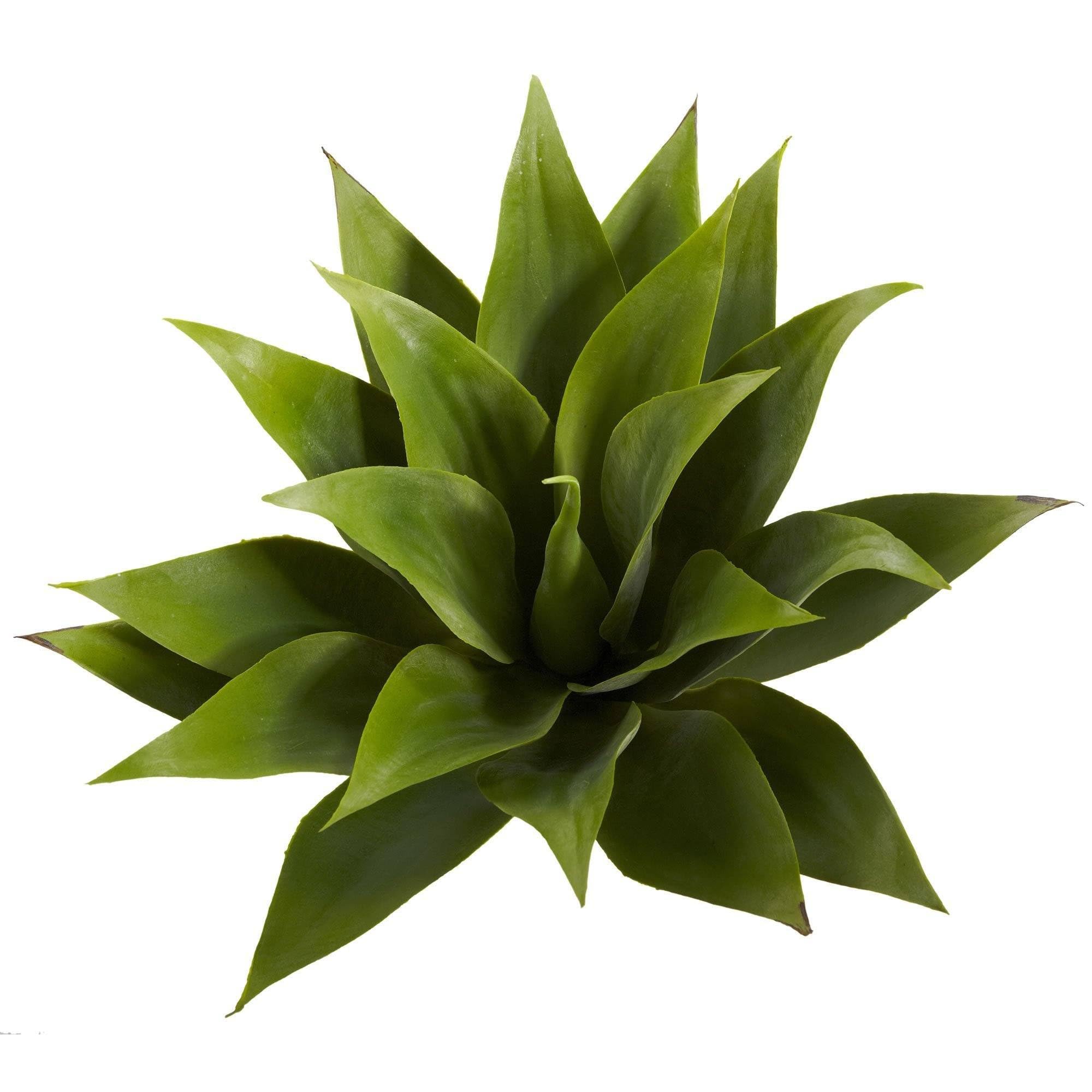 17????Agave Succulent Plant (Set of 2)