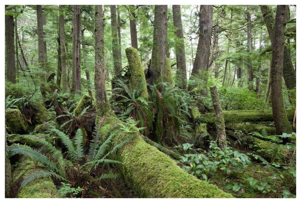 Interior of old-growth temperate rainforest, Vancouver Island, Cape Scott Provincial Park, Canada-Paper Art-62x42”