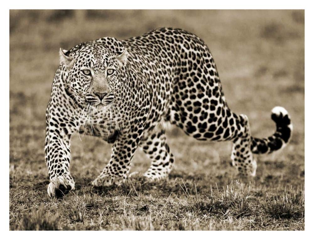 Leopard-Paper Art-34x26”