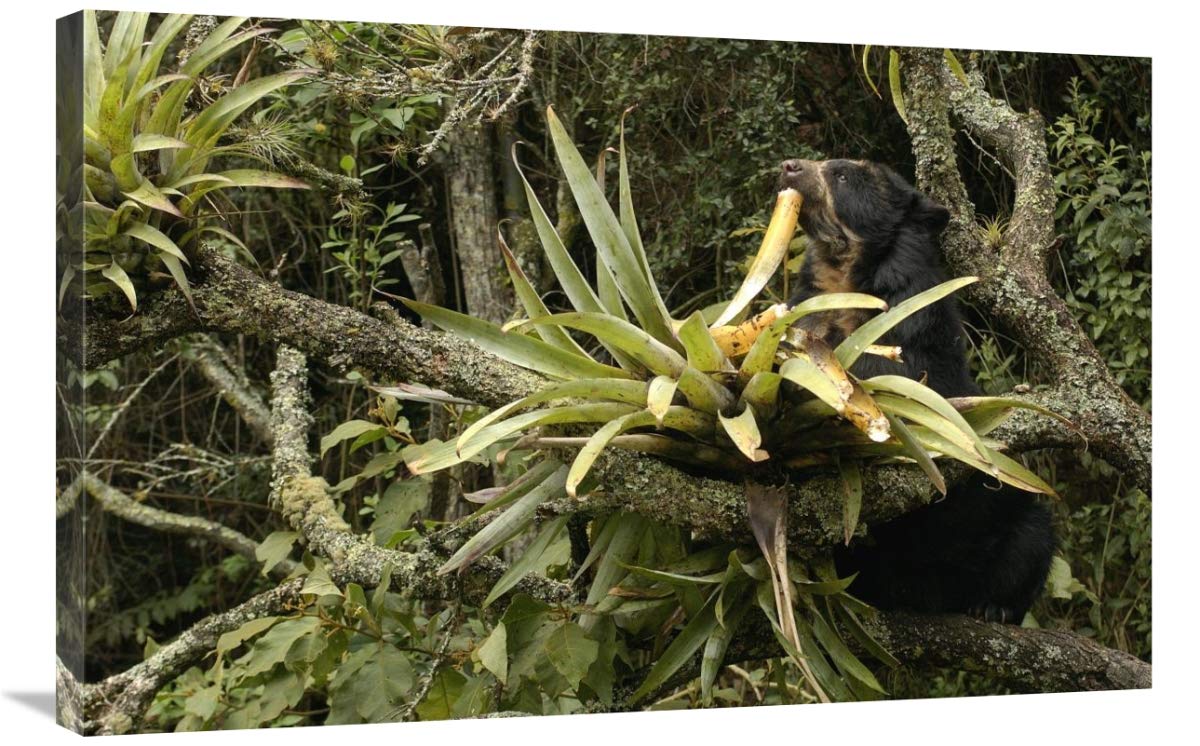 Spectacled Bear feeding on bromeliads, cloud forest, Andes, South America-Canvas Art-36x24”