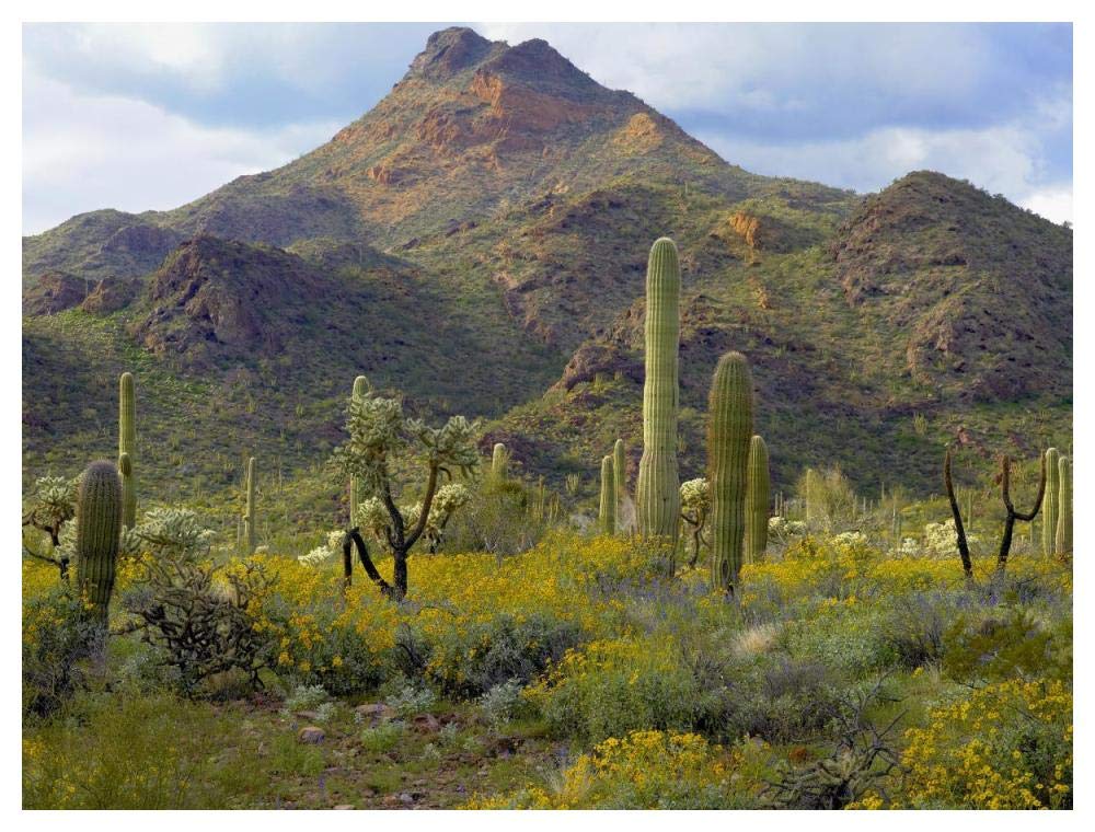 Saguaro and Teddybear Cholla amid flowering Lupine and California Brittlebush-Paper Art-50x38”