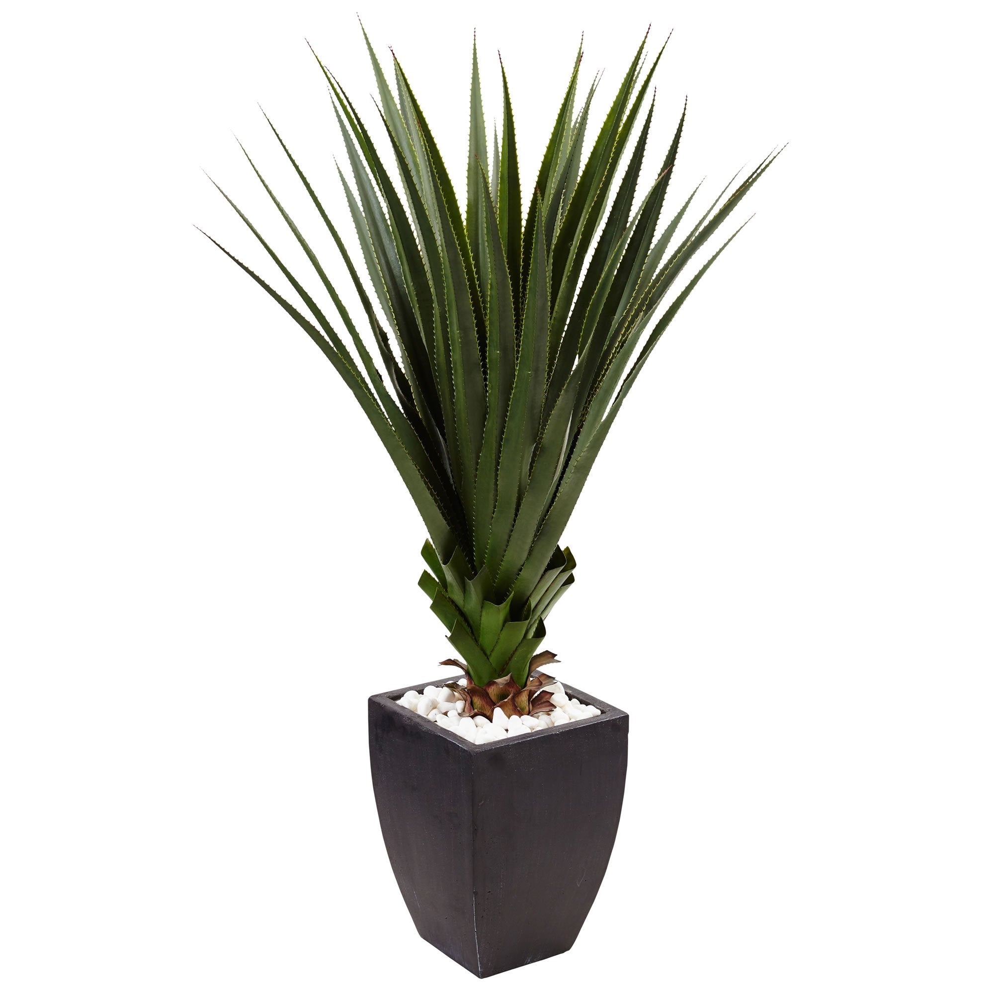 4.5 Spiked Agave in Black Planter (Indoor/Outdoor)