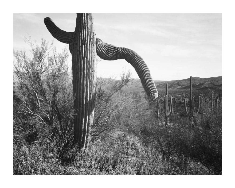 Cactus at left and surroundings, Saguaro National Monument, Arizona, ca. 1941-1942-Paper Art-18x14”