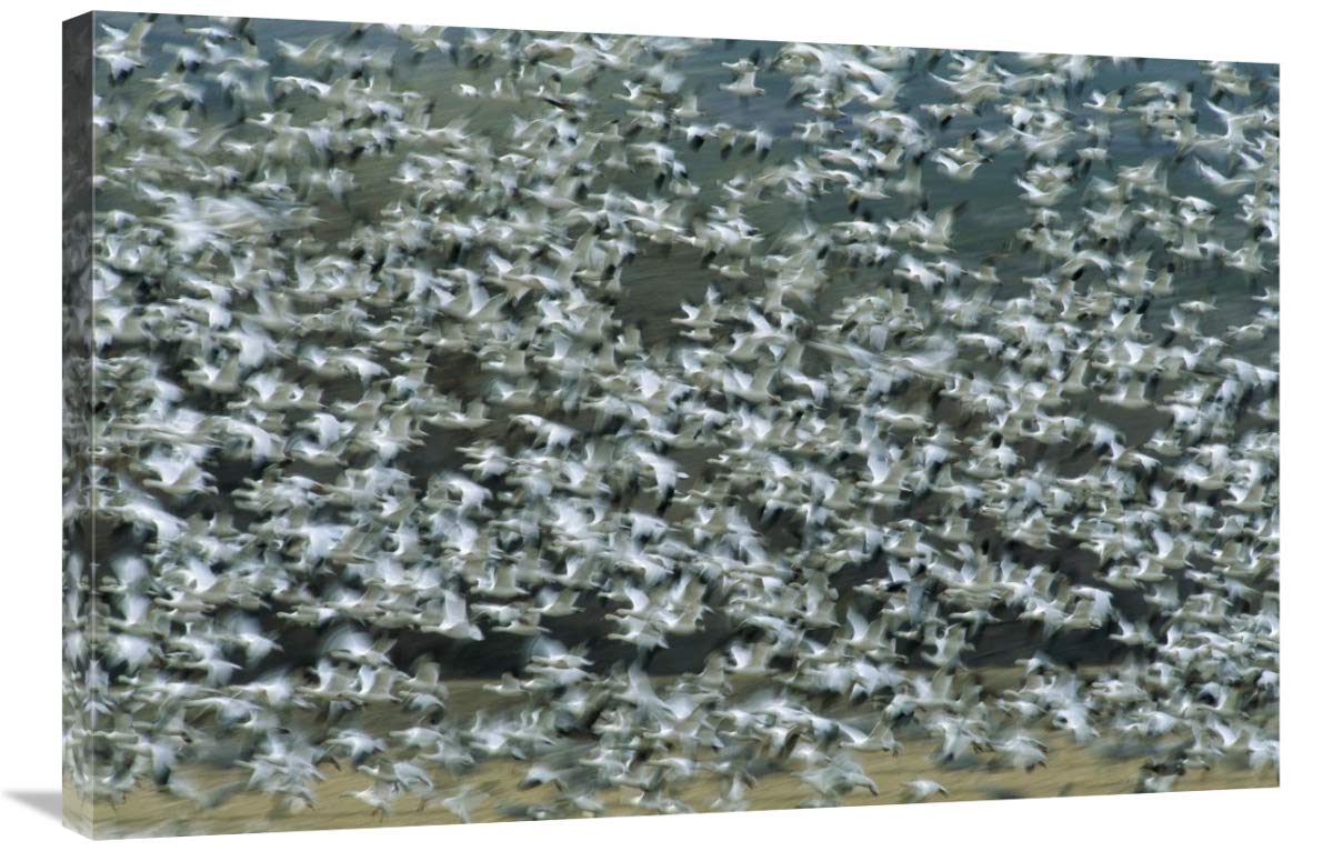 Snow Goose flock flying, Bosque del Apache NWR, New Mexico-Canvas Art-36x24”