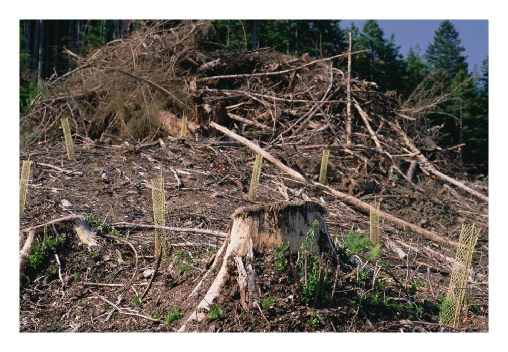 Replant of Douglas Fir in clearcut, Suislaw National Forest, Oregon-Paper Art-26x18”