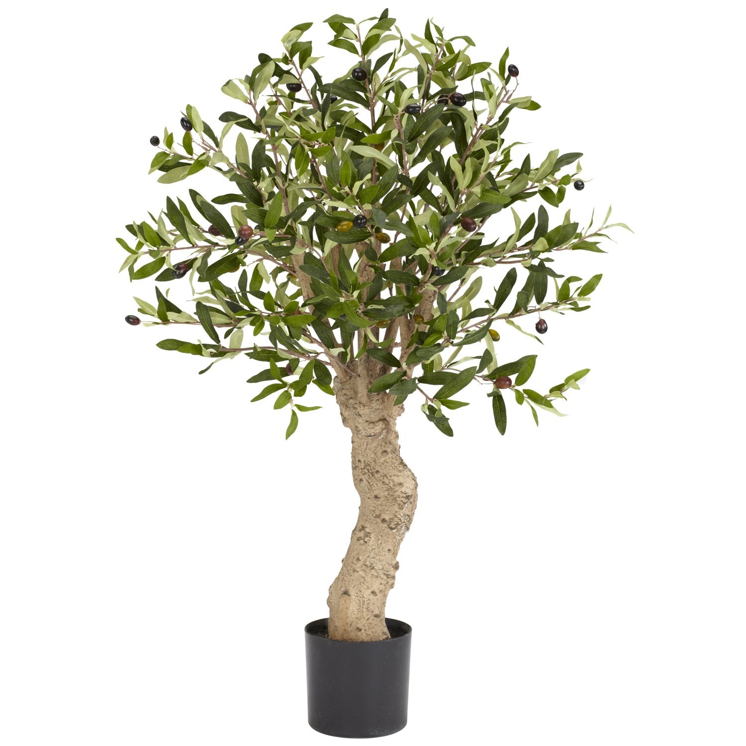 2.5 Olive Silk Tree