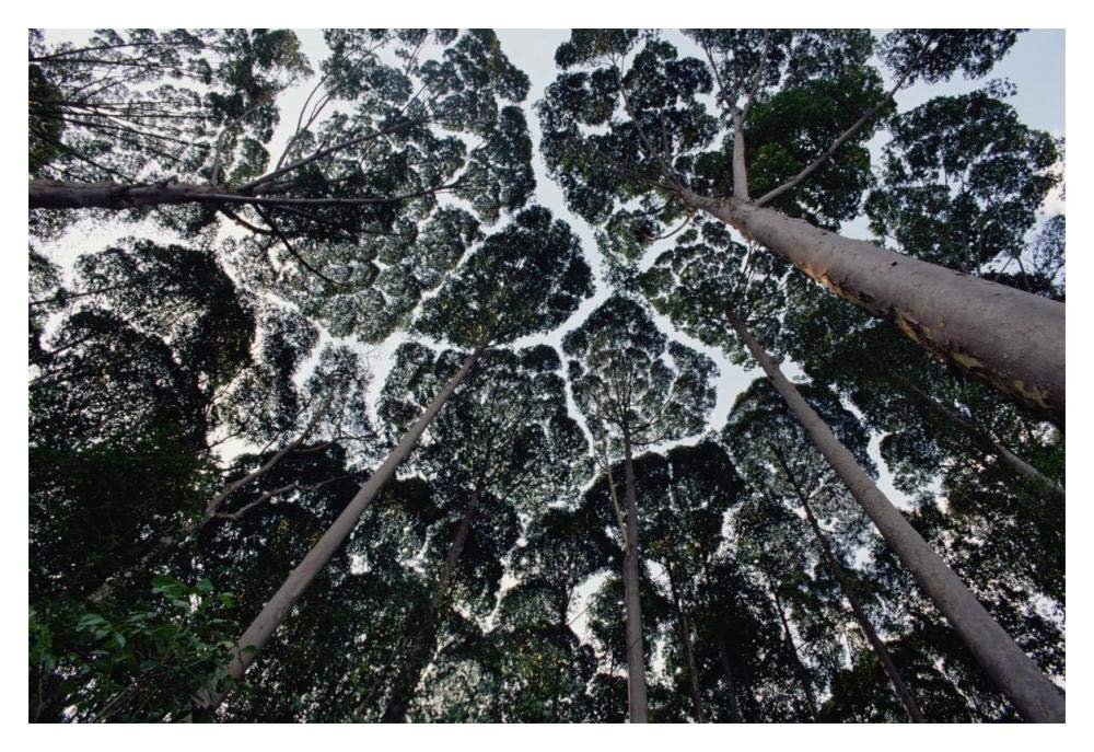 Kapur trees showing crown shyness, Malaysia-Paper Art-20x14”