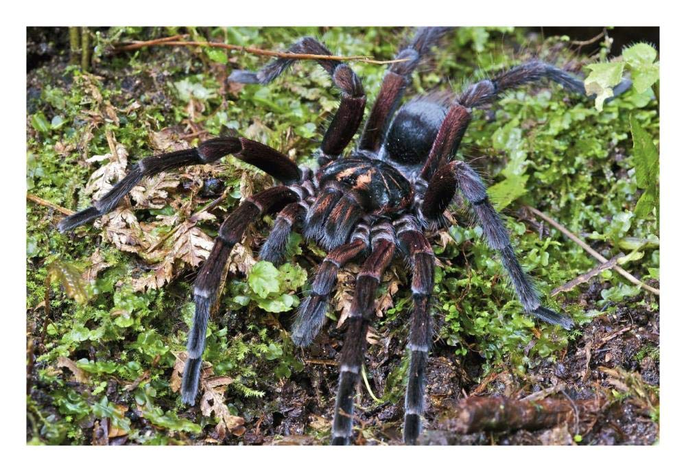 Tarantula male, Mindo, western slope of Andes, Ecuador-Paper Art-26x18”