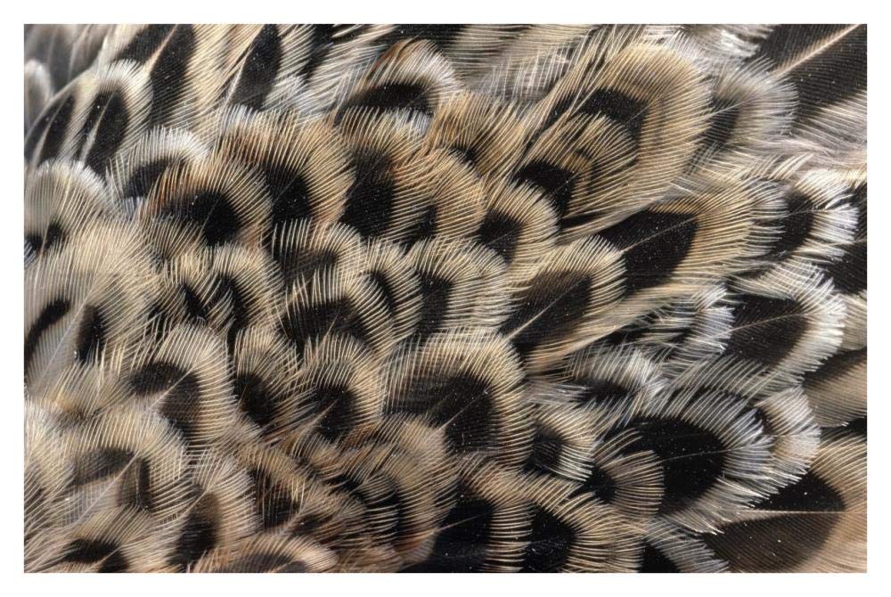 Ring-necked Pheasant close up of females feathers, Europe-Paper Art-38x26”