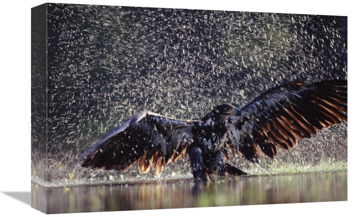 Bald Eagle juvenile bathing in river, British Columbia, Canada-Canvas Art-18x12”