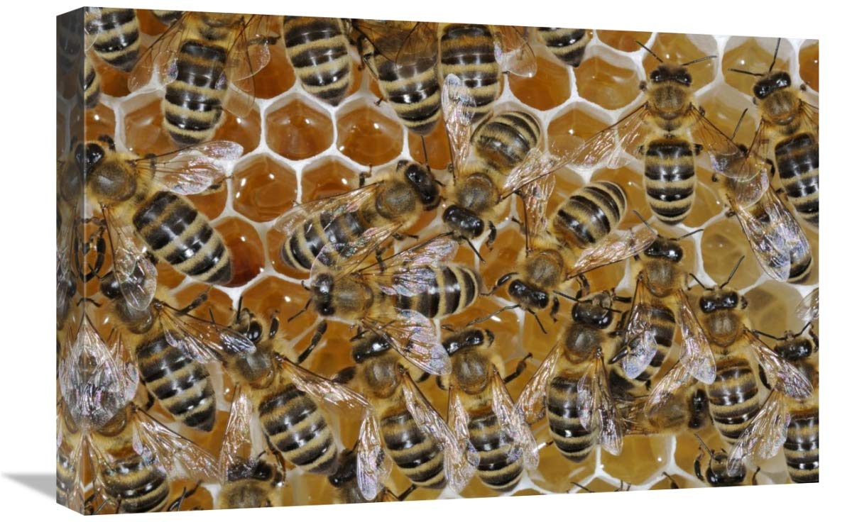Honey Bees on honeycomb filled with honey,  Germany-Canvas Art-24x16”