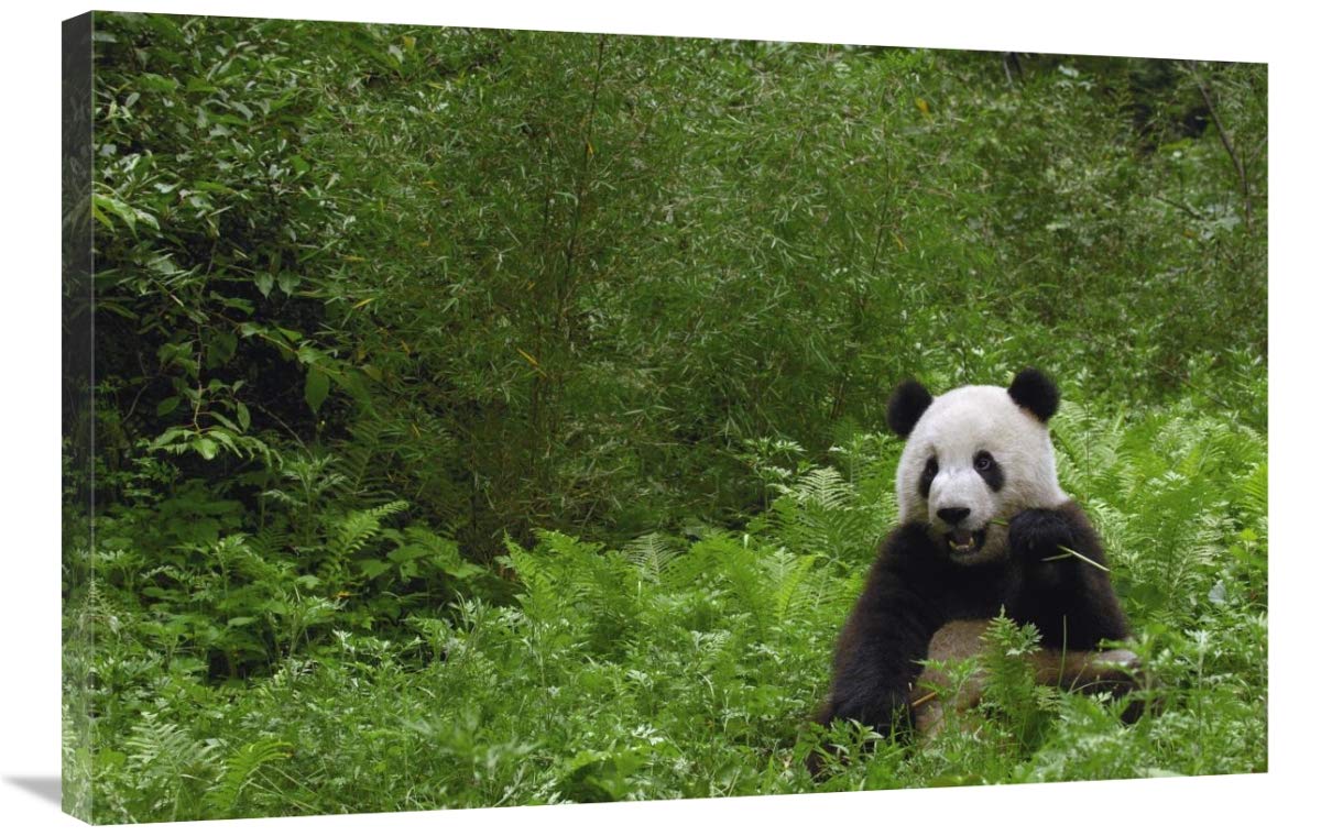 Giant Panda near bamboo grove, Wolong Reserve, Sichuan Province-Canvas Art-36x24”