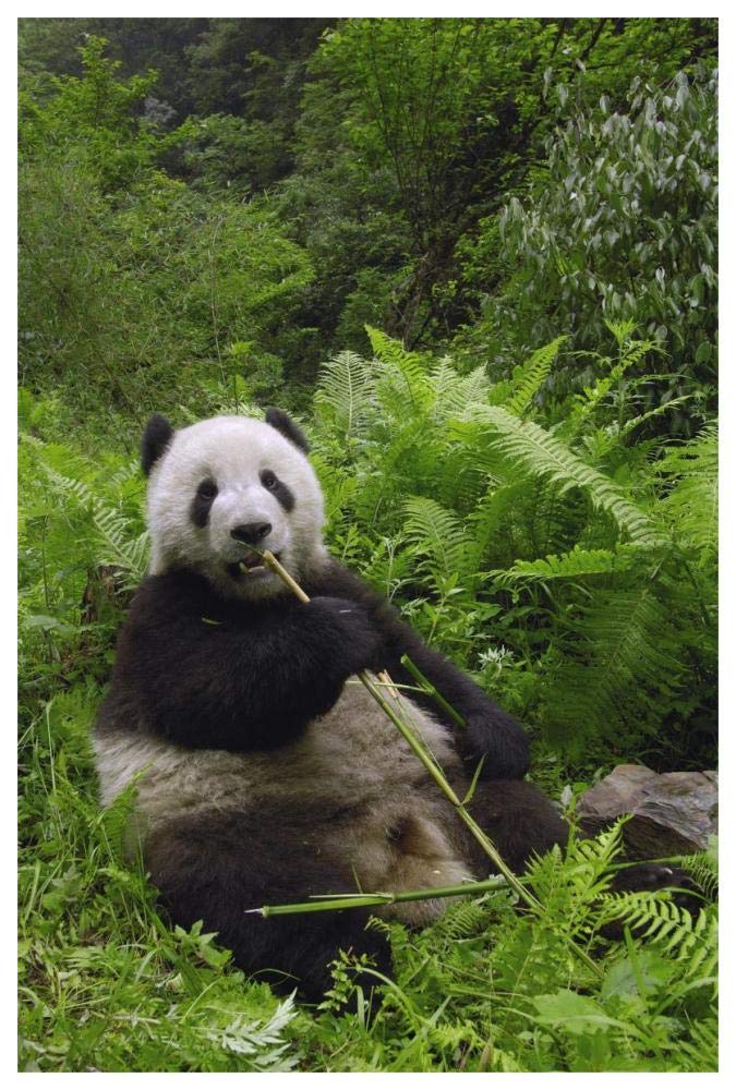 Giant Panda eating bamboo, Wolong Nature Reserve, China-Paper Art-42x62”