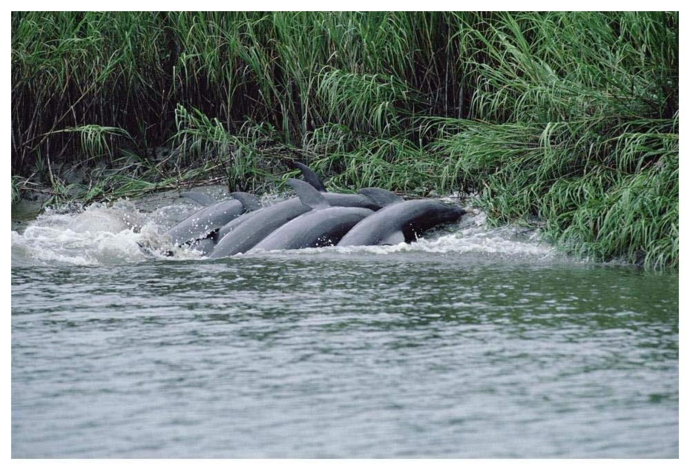Bottlenose Dolphins catching fish on mud banks, Hilton Head, South Carolina-Paper Art-62x42”