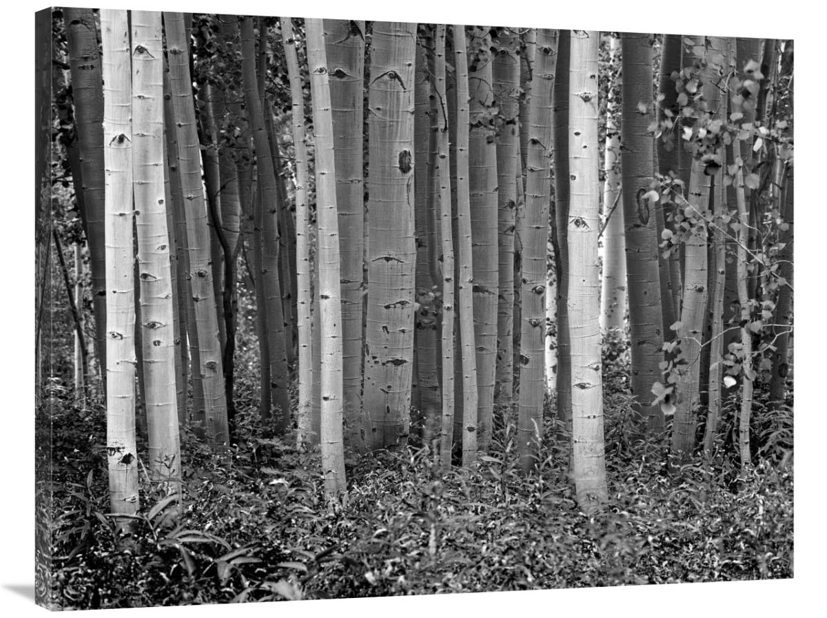 Aspen trees and Fireweed, Collegiate Peaks Wilderness Area, Colorado - BW-Canvas Art-40x30”