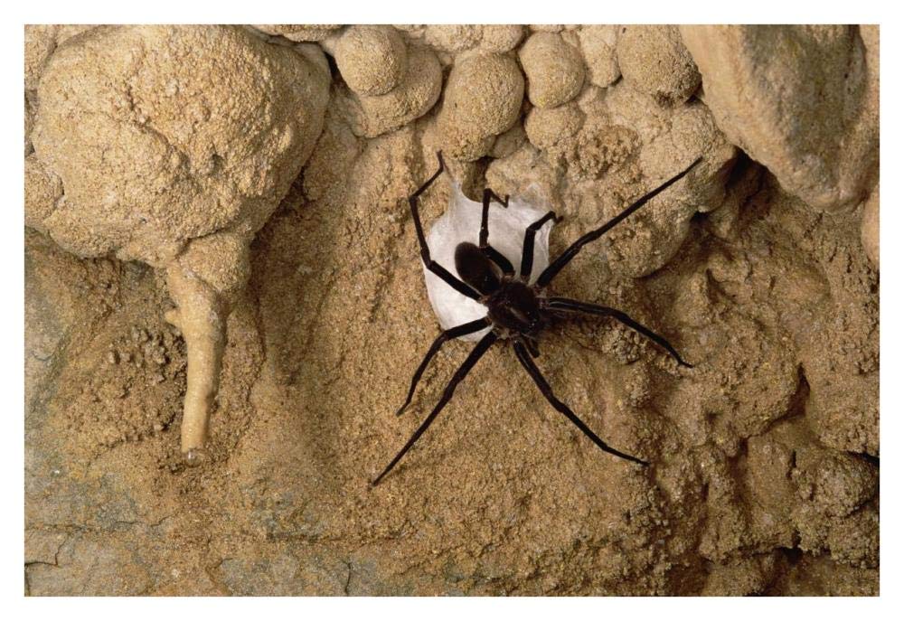 Cave Tarantula with egg sac, Mexico-Paper Art-38x26”