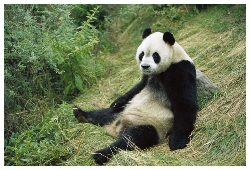 Giant Panda, Woolong-Paper Art-62x42”