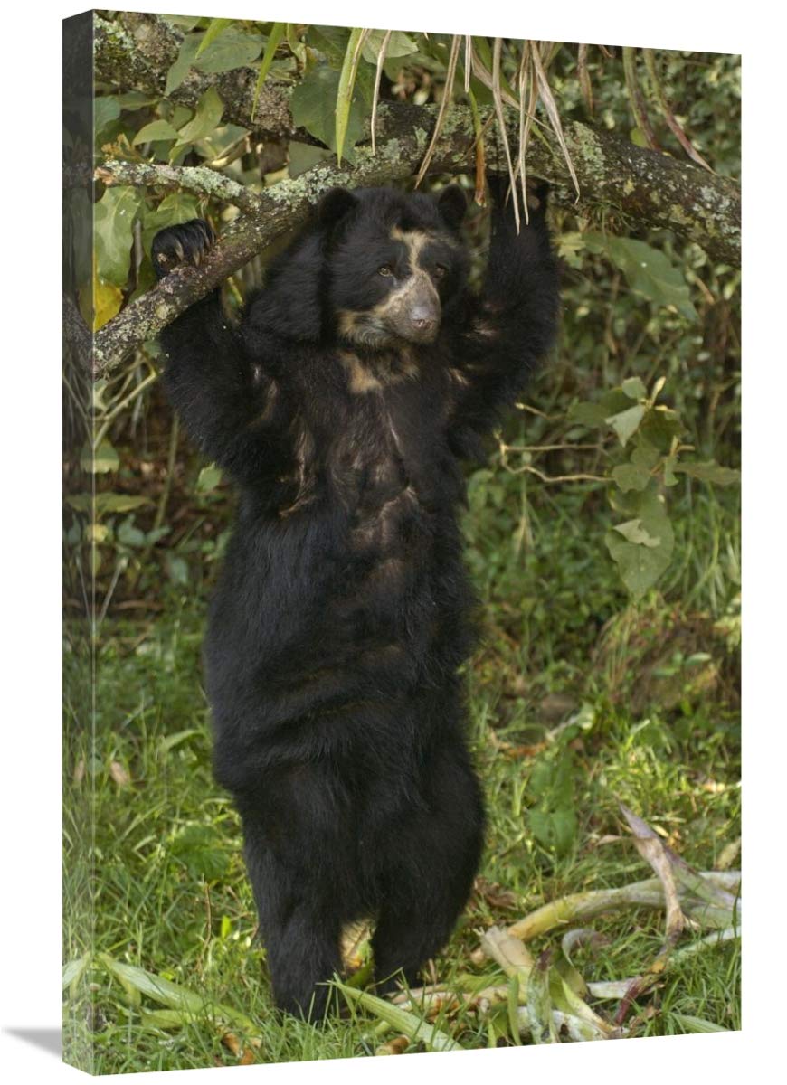 Spectacled Bear , cloud forest, Andes Mountains, South America-Canvas Art-20x30”