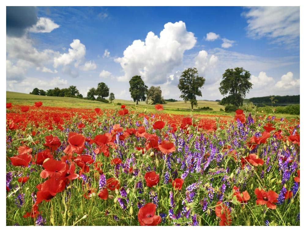 Poppies and vicias in meadow, Mecklenburg Lake District, Germany-Paper Art-50x38”