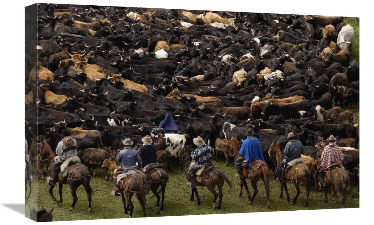 Cattle herded by Chagras during the annual round-up, Andes Mountains, Ecuador-Canvas Art-24x16”