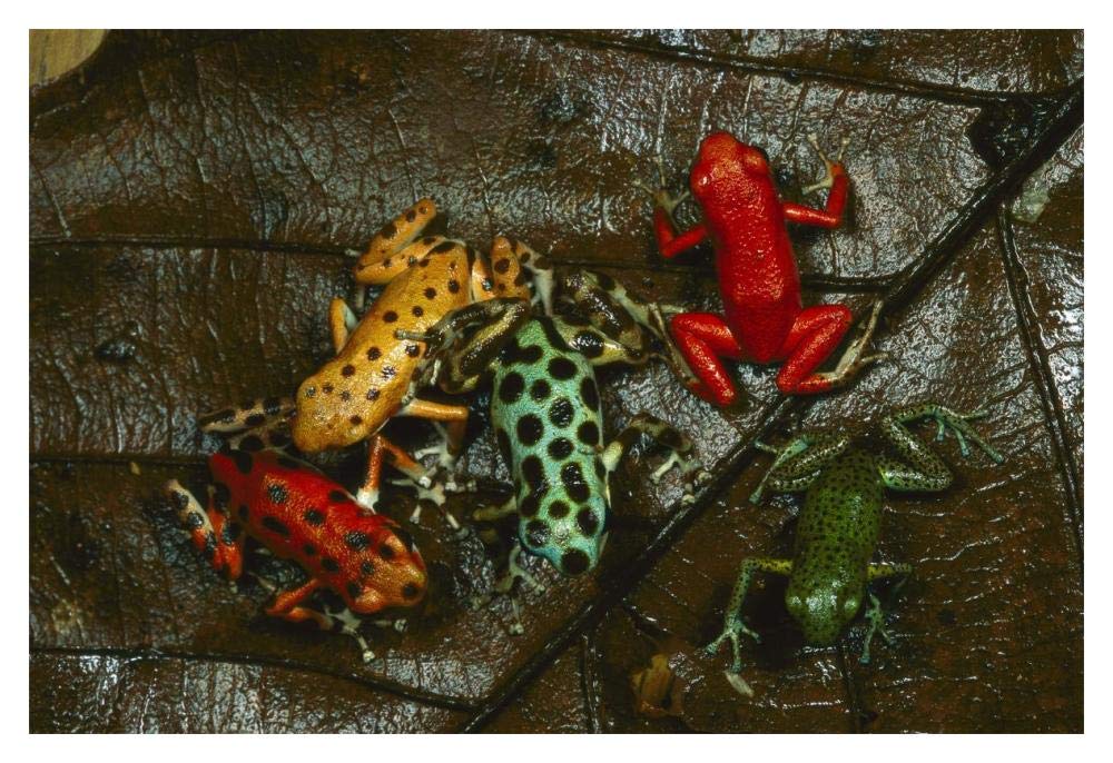 Strawberry Poison Dart Frog color variations, Bocas del Toro, Panama-Paper Art-20x14”
