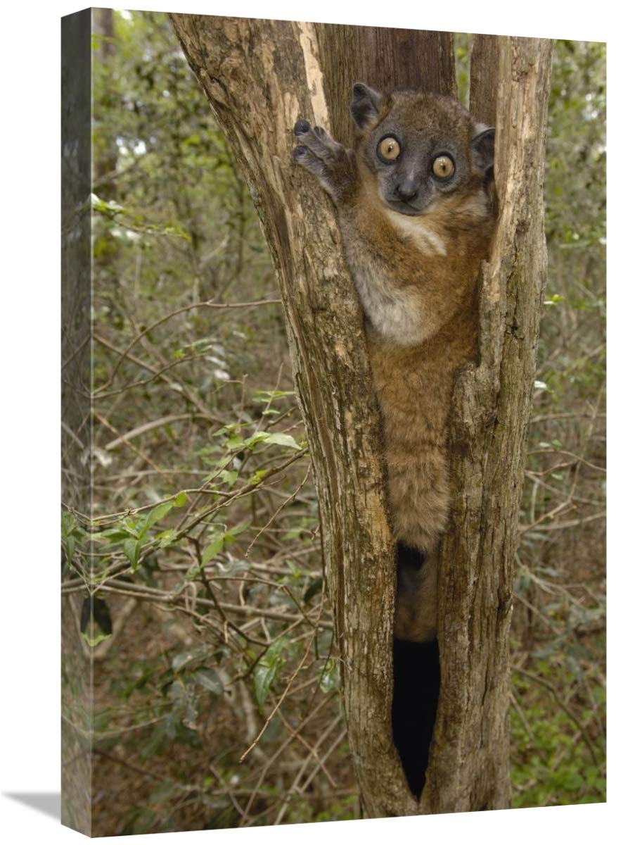 Red-tailed Sportive Lemur in tree trunk, Zombitse Reserve, Madagascar-Canvas Art-16x24”