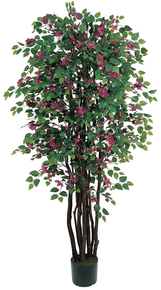 6 Bougainvillea Silk Tree