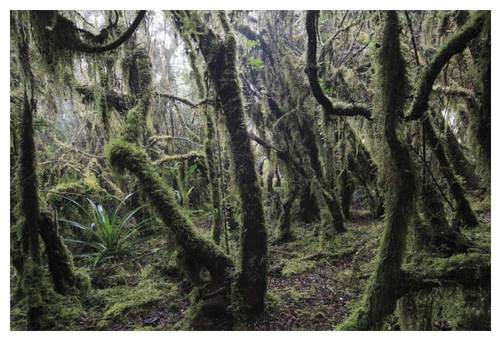 Paramo ecosystem 3000m above sea level with dwarfed trees and mosses, Chingaza National Park, Colombia-Paper Art-50x34”