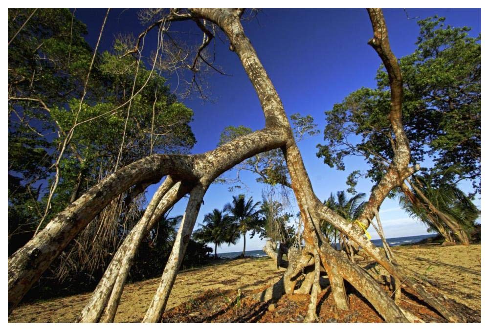 Red Mangrove left standing in old growth stands that were clear cut for tourist housing, Hopkins, Belize-Paper Art-62x42”