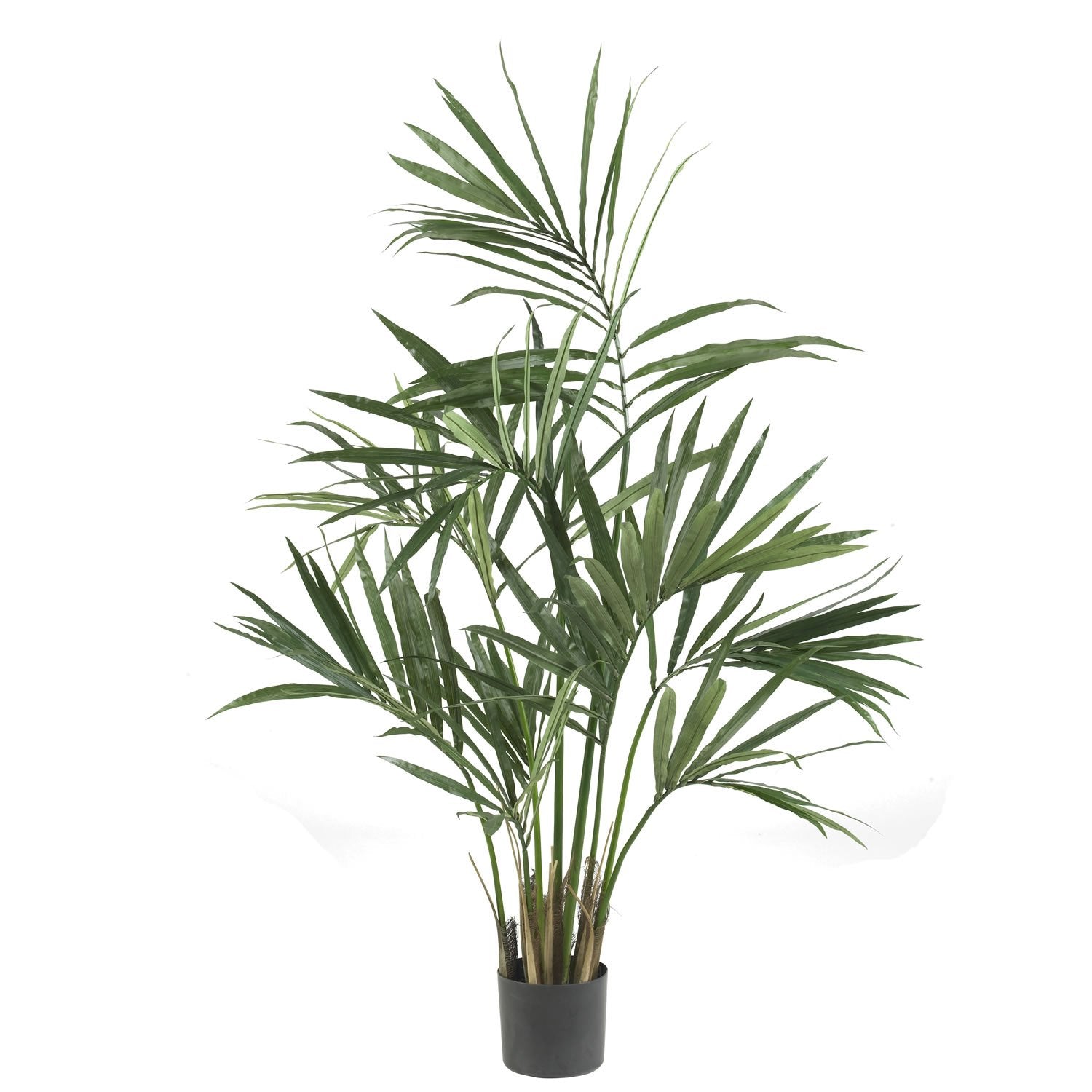 5 Kentia Palm Silk Tree