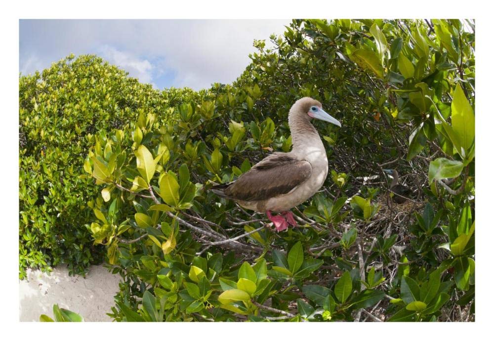 Red-footed Booby perching beside nest in mangroves, Galapagos Islands, Ecuador-Paper Art-26x18”