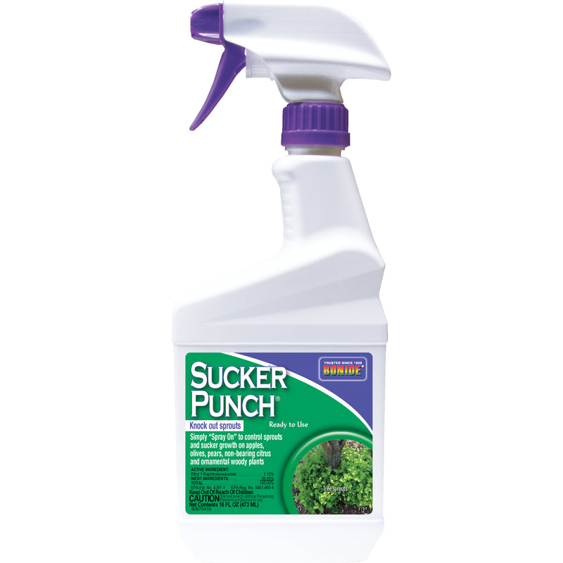 SUCKER PUNCH 16OZ (Pack of 1)